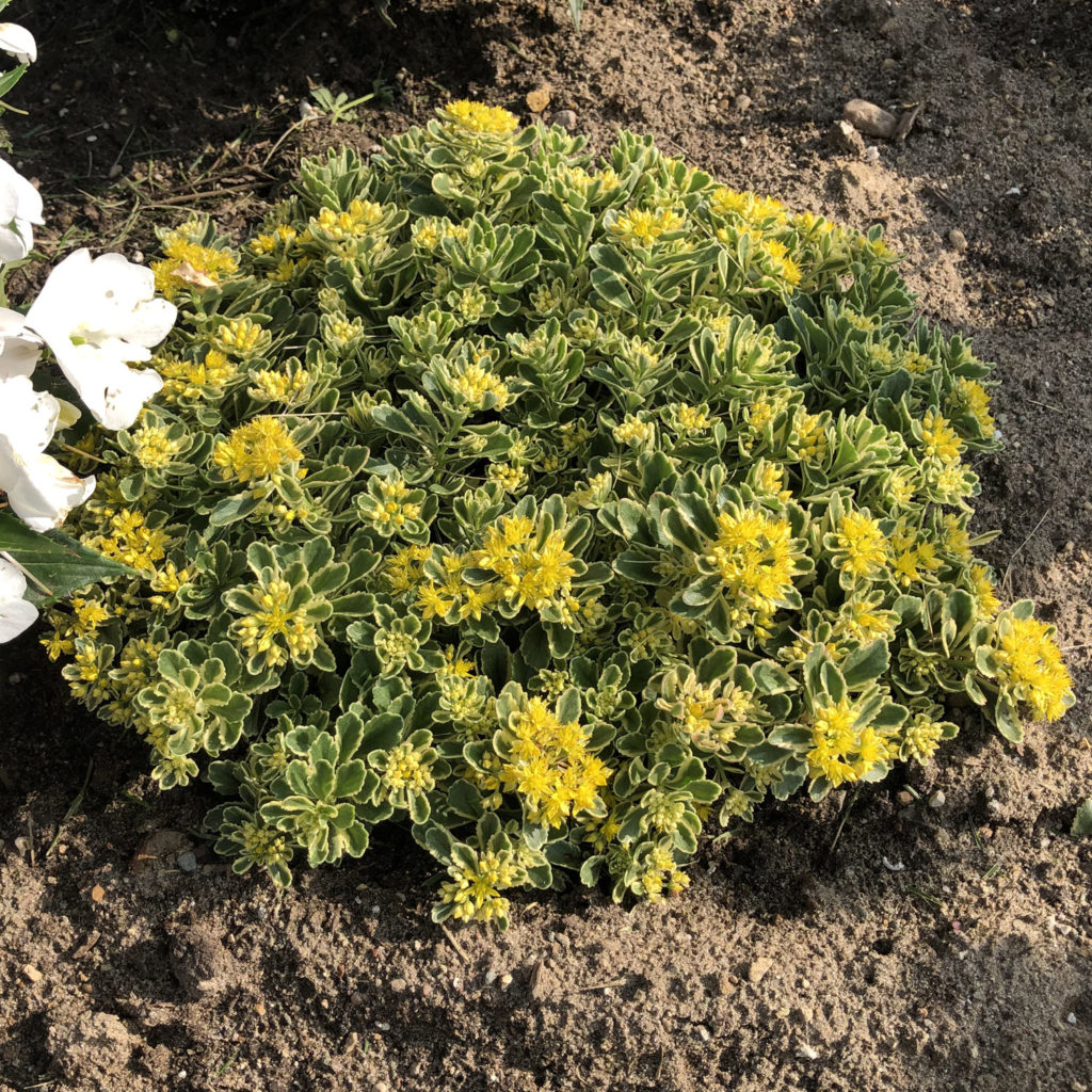 SEDUM ROCK N GROW BOOGIE WOOGIE STONECROP