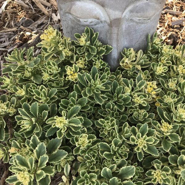 SEDUM ROCK N GROW BOOGIE WOOGIE STONECROP