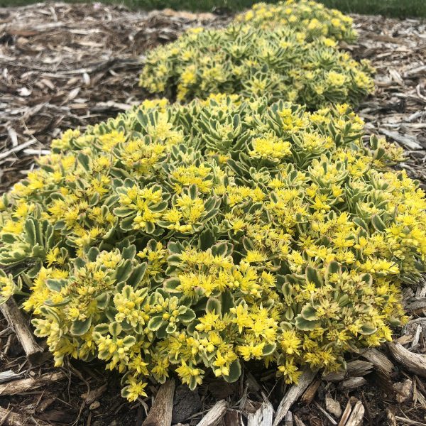 SEDUM ROCK N GROW BOOGIE WOOGIE STONECROP