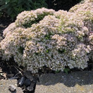 SEDUM ROCK N GROW BUNDLE OF JOY STONECROP