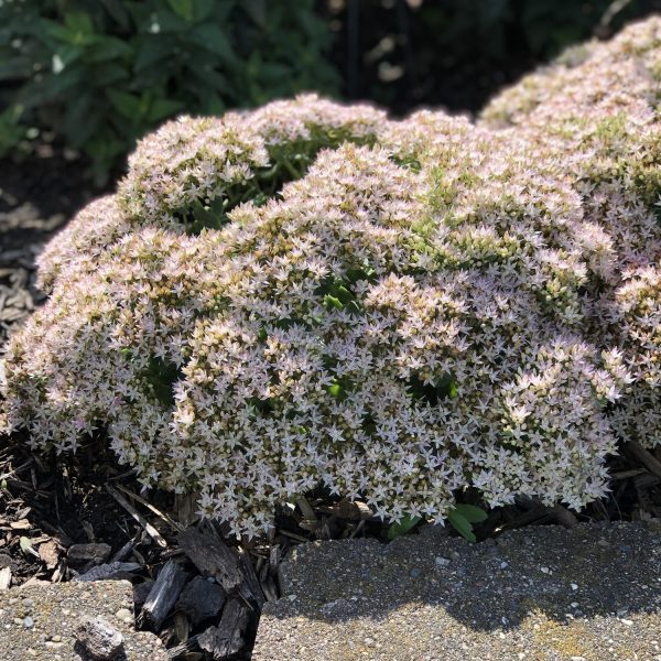 SEDUM ROCK N GROW BUNDLE OF JOY STONECROP