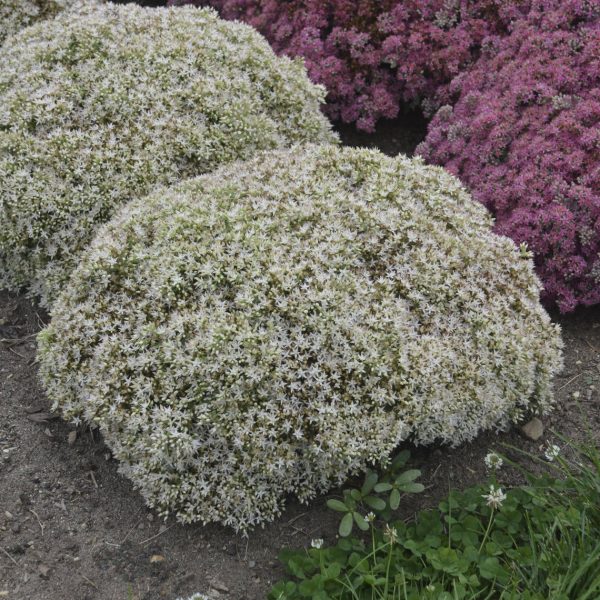 SEDUM ROCK N GROW BUNDLE OF JOY STONECROP