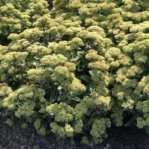 SEDUM ROCK N GROW LEMONJADE STONECROP