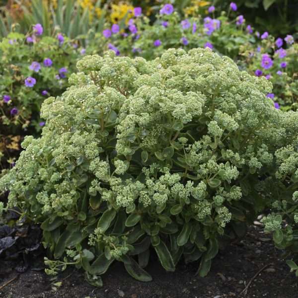 SEDUM ROCK N GROW LEMONJADE STONECROP