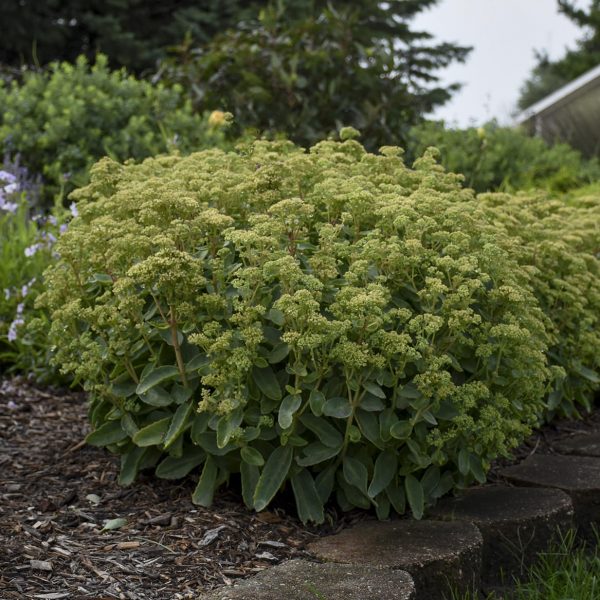 SEDUM ROCK N GROW LEMONJADE STONECROP