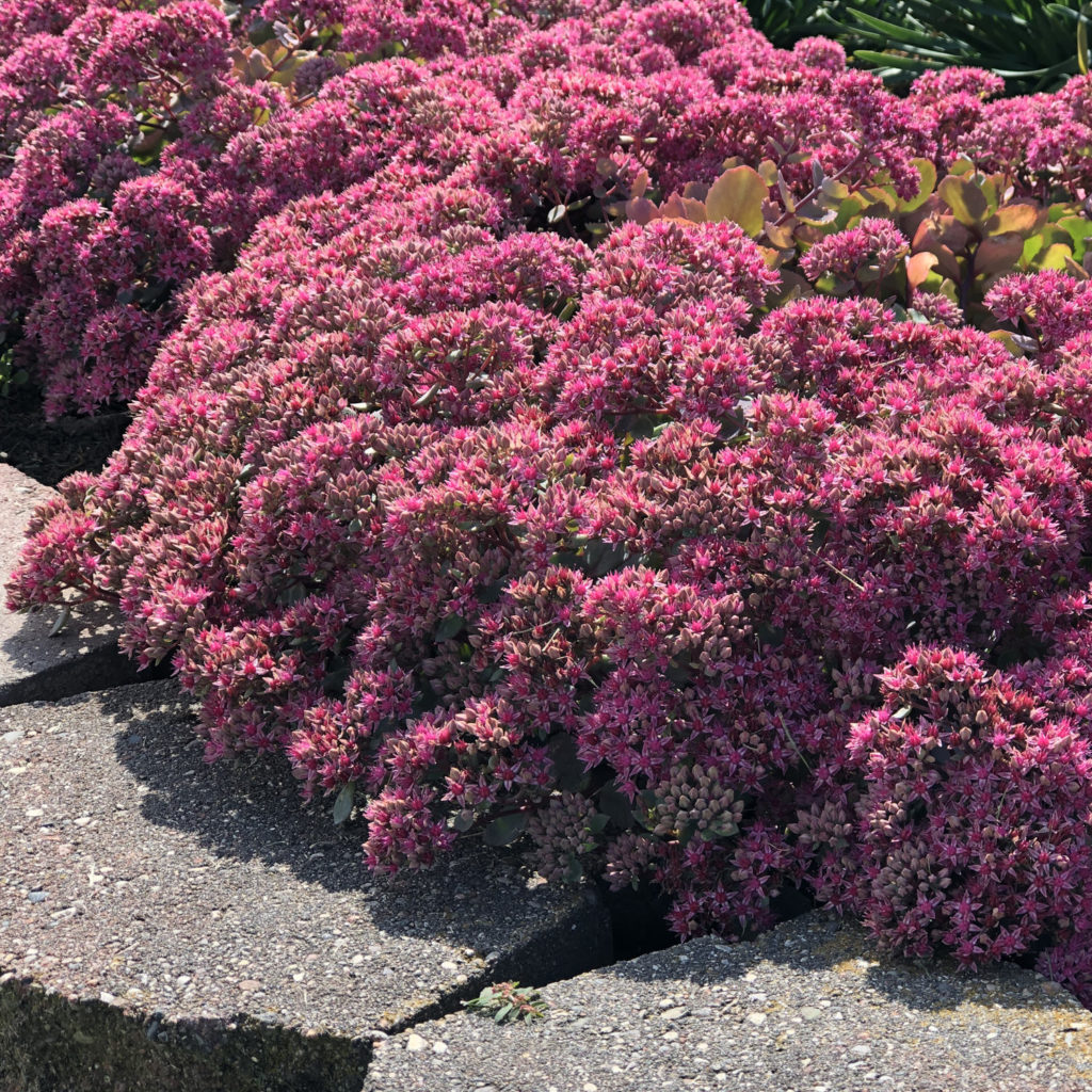 SEDUM ROCK N GROW POPSTAR STONECROP