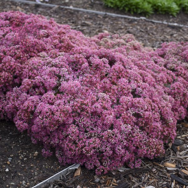 SEDUM ROCK N GROW POPSTAR STONECROP SEDUM