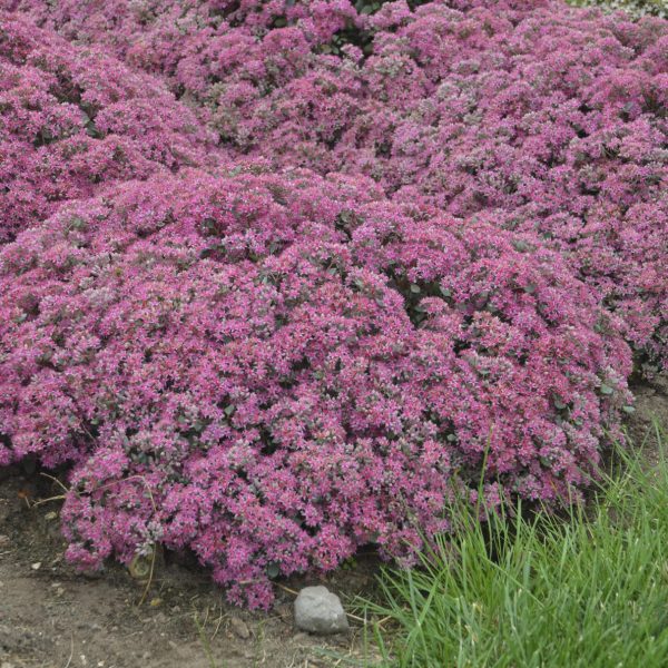 SEDUM ROCK N GROW POPSTAR STONECROP SEDUM