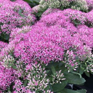 Sedum - Stonecrop