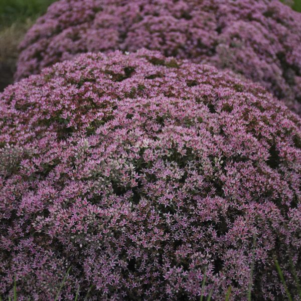 SEDUM ROCK N GROW PRIDE AND JOY STONECROP