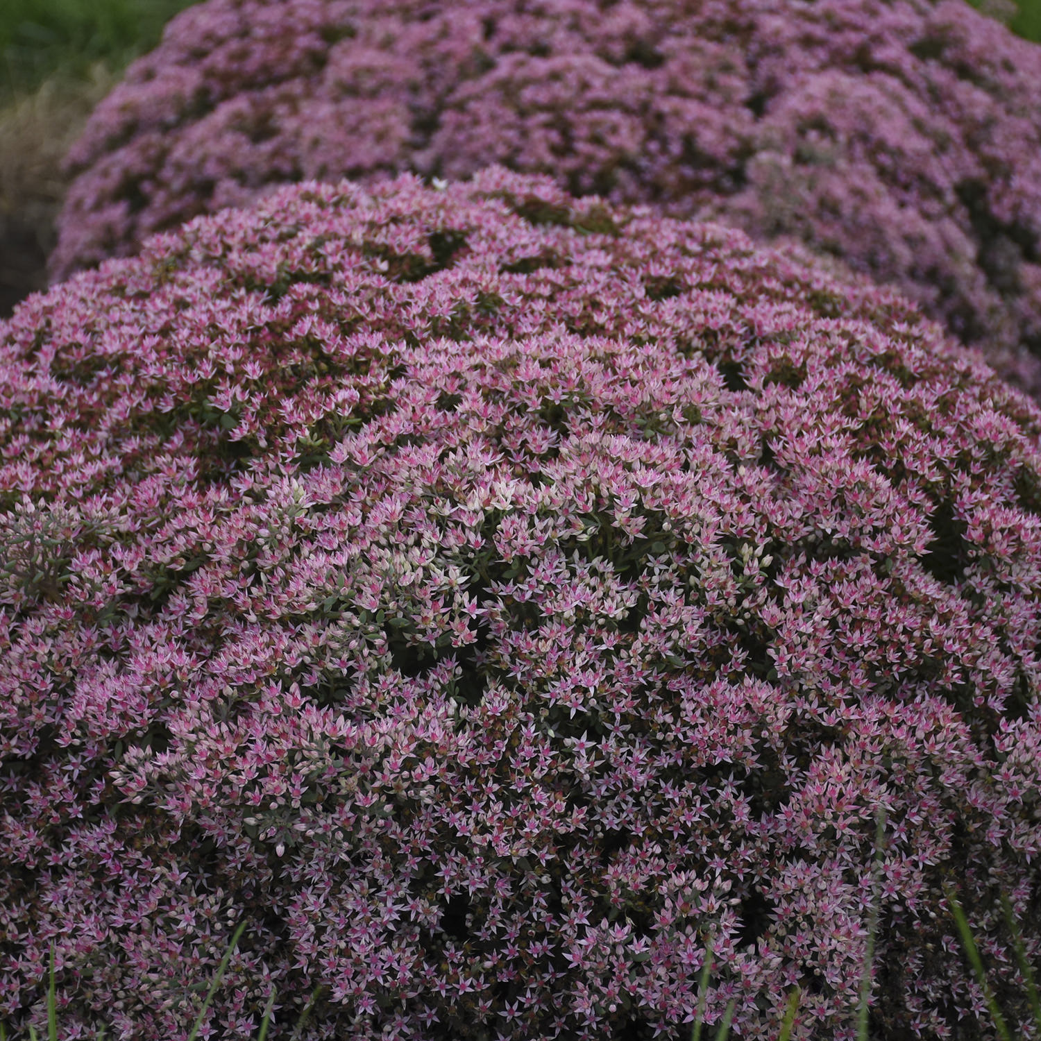 SEDUM ROCK N GROW PRIDE AND JOY STONECROP