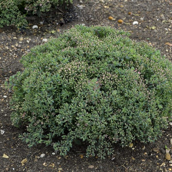 SEDUM ROCK N GROW PRIDE AND JOY STONECROP