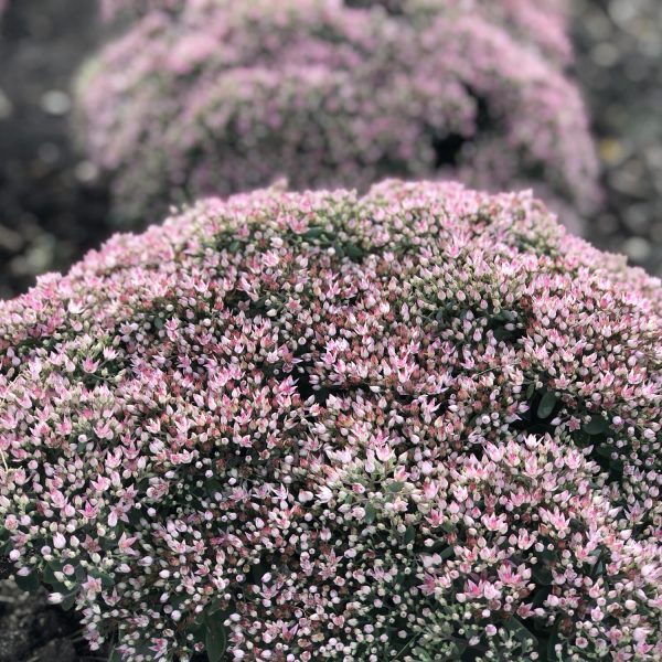 SEDUM ROCK N GROW PURE JOY STONECROP