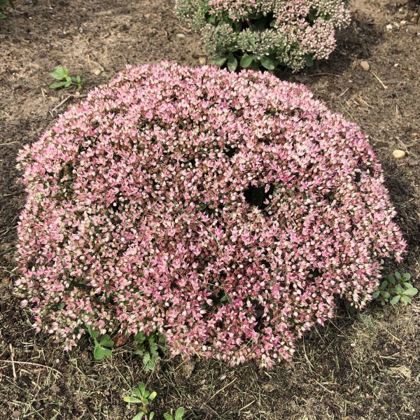 SEDUM ROCK N GROW PURE JOY STONECROP