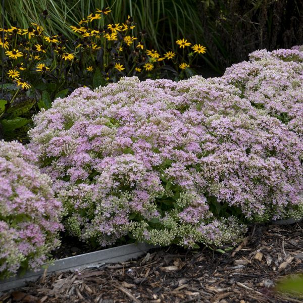 SEDUM ROCK N GROW PURE JOY STONECROP