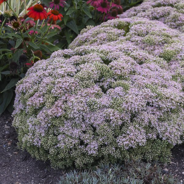 SEDUM ROCK N GROW PURE JOY STONECROP