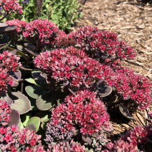 SEDUM ROCK N GROW SUPERSTAR STONECROP