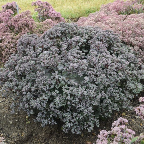 SEDUM ROCK N GROW SUPERSTAR STONECROP