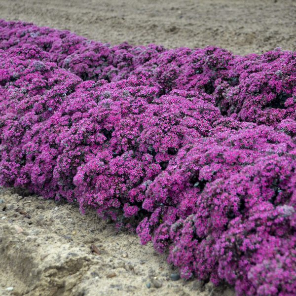 SEDUM ROCK N GROW SUPERSTAR STONECROP