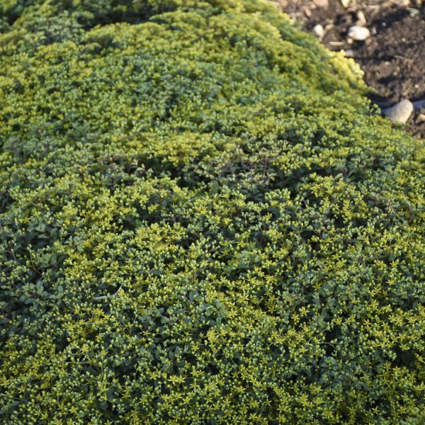 SEDUM ROCK N GROW YELLOW BRICK ROAD STONECROP