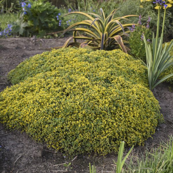 SEDUM ROCK N GROW YELLOW BRICK ROAD STONECROP