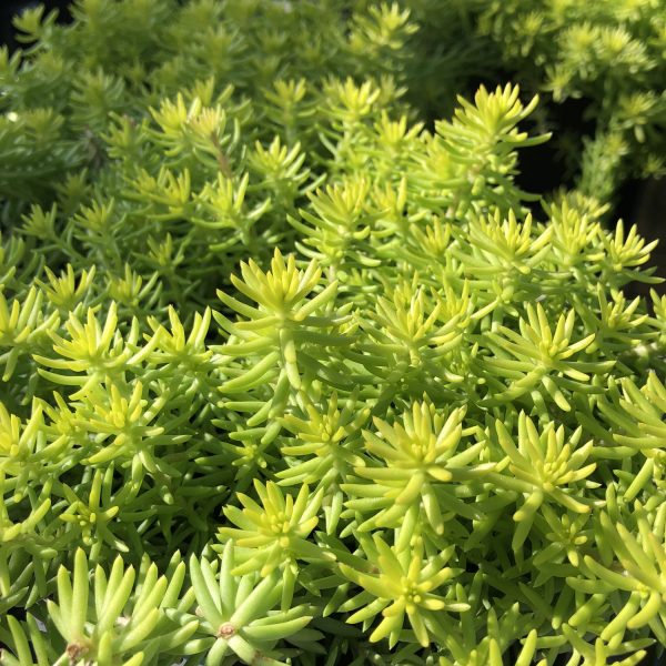 SEDUM SUNSPARKLER ANGELINAS TEACUP STONECROP