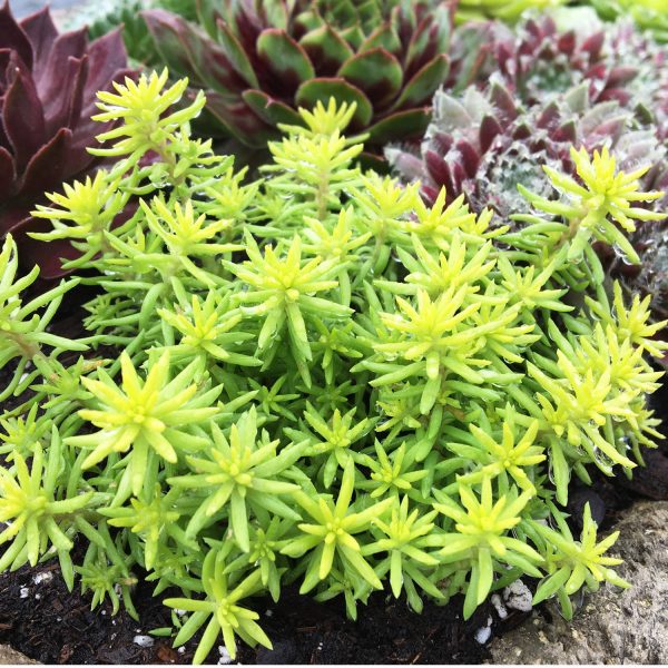 SEDUM SUNSPARKLER ANGELINAS TEACUP STONECROP