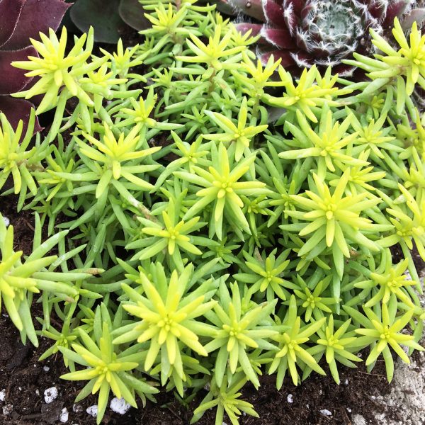 SEDUM SUNSPARKLER ANGELINAS TEACUP STONECROP