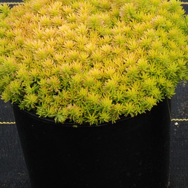 SEDUM SUNSPARKLER ANGELINAS TEACUP STONECROP