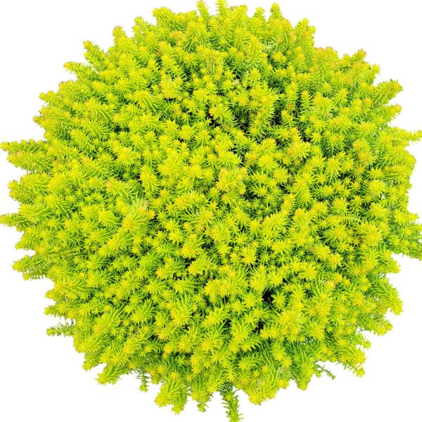 SEDUM SUNSPARKLER ANGELINAS TEACUP STONECROP