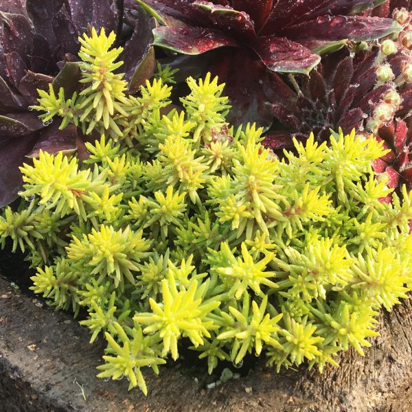 SEDUM SUNSPARKLER ANGELINAS TEACUP STONECROP