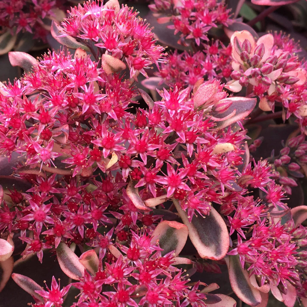 SEDUM SUNSPARKLER DREAM DAZZLER STONECROP