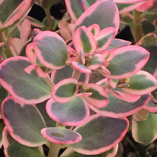 SEDUM SUNSPARKLER DREAM DAZZLER STONECROP