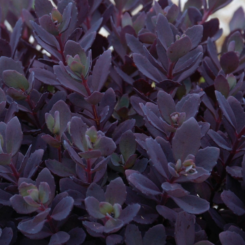 SEDUM SUNSPARKLER PLUM DAZZLED STONECROP