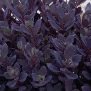 SEDUM SUNSPARKLER PLUM DAZZLED STONECROP