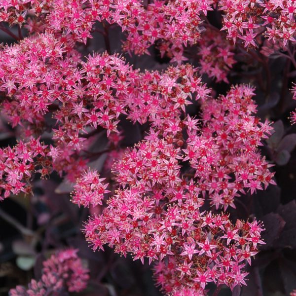 SEDUM SUNSPARKLER PLUM DAZZLED STONECROP