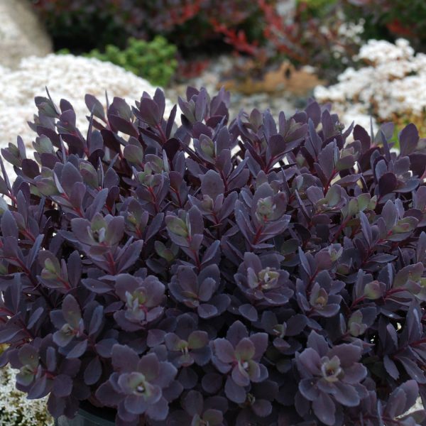 SEDUM SUNSPARKLER PLUM DAZZLED STONECROP