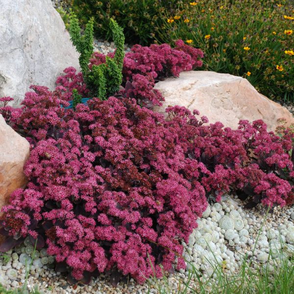 SEDUM SUNSPARKLER PLUM DAZZLED STONECROP