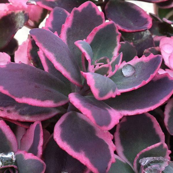 SEDUM SUNSPARKLER PLUM DAZZLED STONECROP