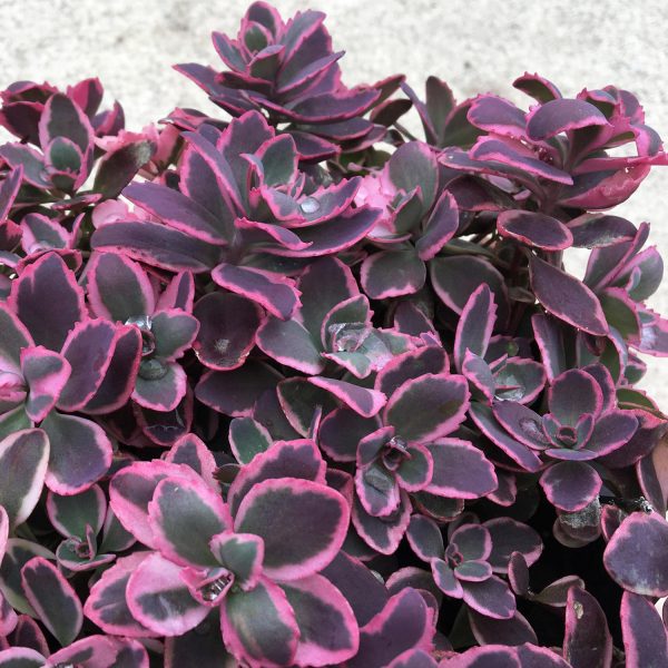 SEDUM SUNSPARKLER PLUM DAZZLED STONECROP