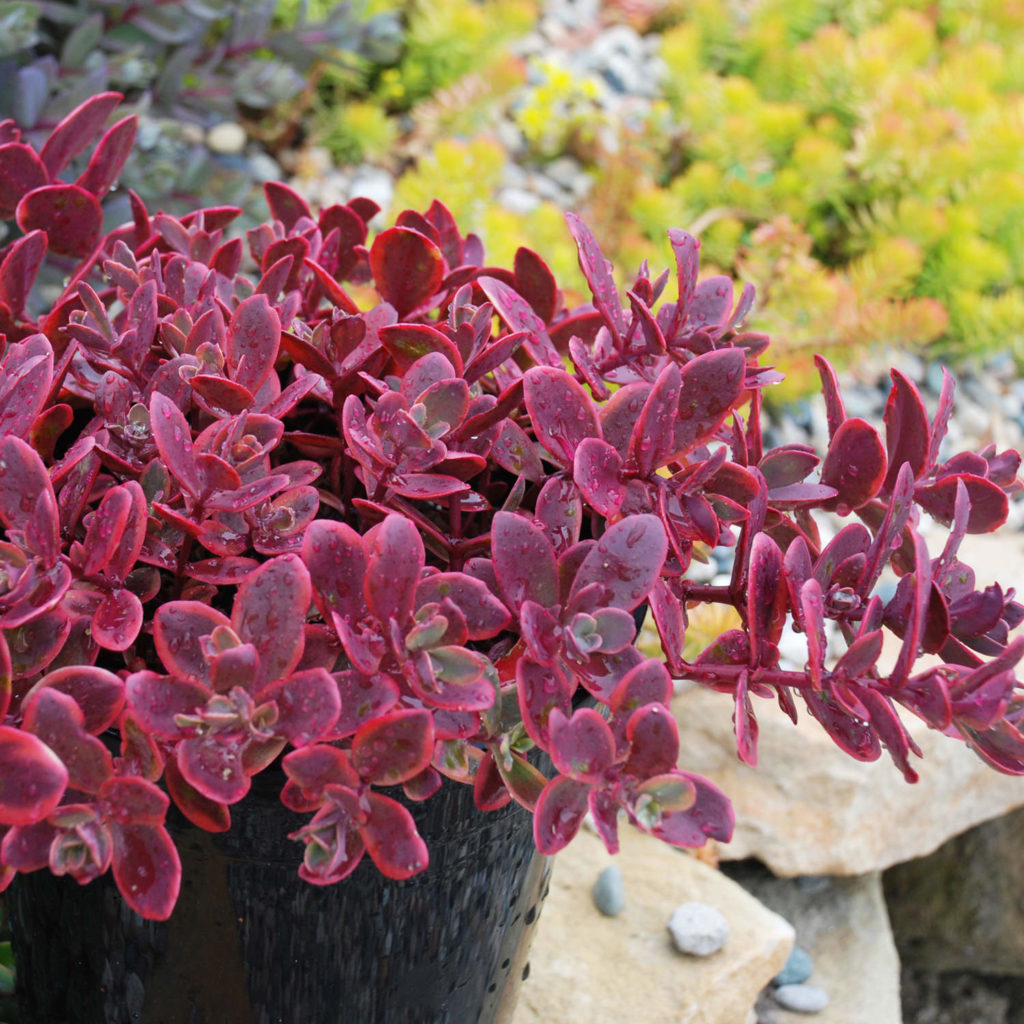 SEDUM SUNSPARKLER WILDFIRE STONECROP