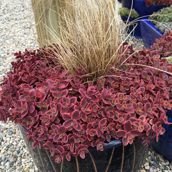 SEDUM SUNSPARKLER WILDFIRE STONECROP