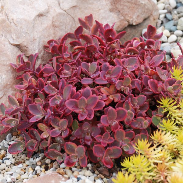 SEDUM SUNSPARKLER WILDFIRE STONECROP