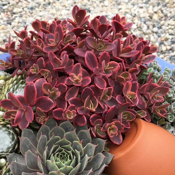 SEDUM SUNSPARKLER WILDFIRE STONECROP