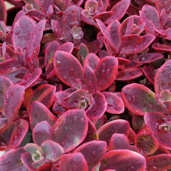 SEDUM SUNSPARKLER WILDFIRE STONECROP