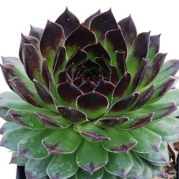 SEMPERVIVUM CHICK CHARMS APPLETINI HEN AND CHICKS