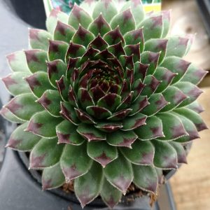 SEMPERVIVUM CHICK CHARMS APPLETINI HEN AND CHICKS