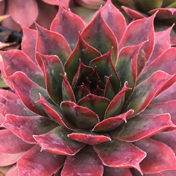 SEMPERVIVUM CHICK CHARMS AUTUMN APPLE HEN AND CHICKS