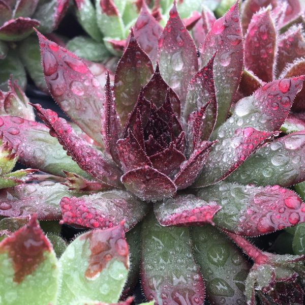 SEMPERVIVUM CHICK CHARMS AUTUMN APPLE HEN AND CHICKS