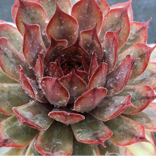 SEMPERVIVUM CHICK CHARMS AUTUMN APPLE HEN AND CHICKS